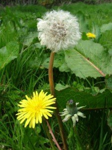 Taraxacum Officinale