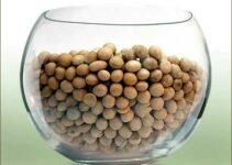 Soya Beans (Soybeans) the Miracle Food You Should Eat