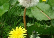 Lose Weight with Dandelion Tea