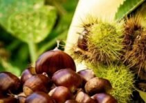 Eat Healthy – Eat Roasted Chestnuts