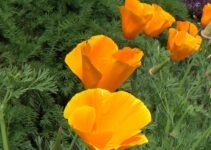Beautiful California Poppy Flowers – Symbol of Undying Faith