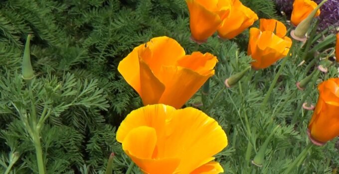 Beautiful California Poppy Flowers – Symbol of Undying Faith