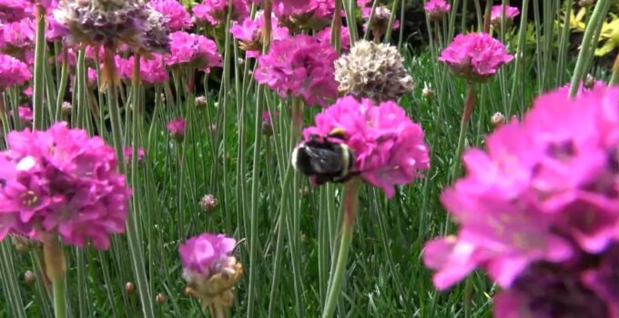 Bumblebees on Flowers, How to Attract Them into Your garden